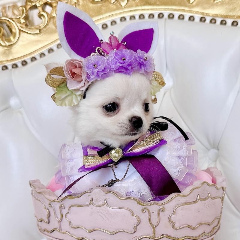 成約済の福岡県のチワワ(ロングコート)-416089の13枚目