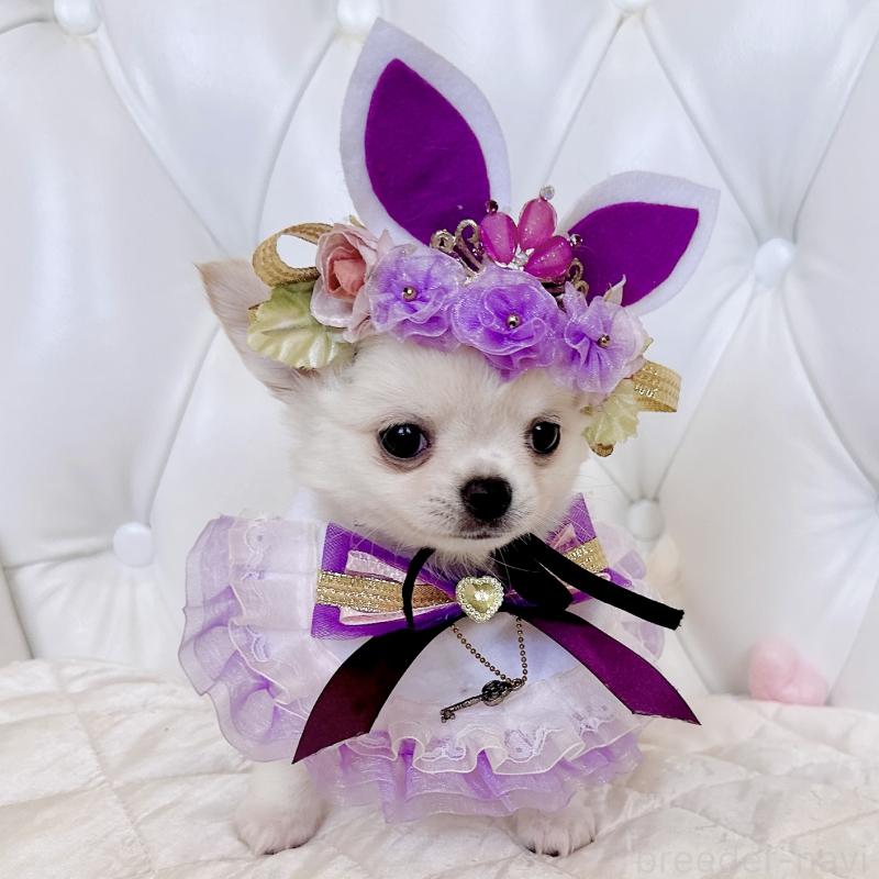 成約済の福岡県のチワワ(ロングコート)-416089の12枚目