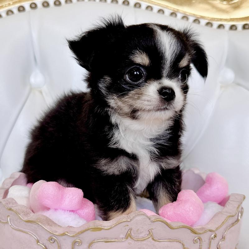 成約済の福岡県のチワワ(ロングコート)-416070の20枚目