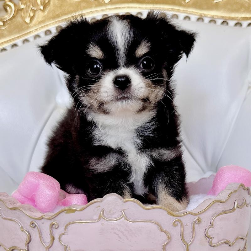 成約済の福岡県のチワワ(ロングコート)-416070の19枚目