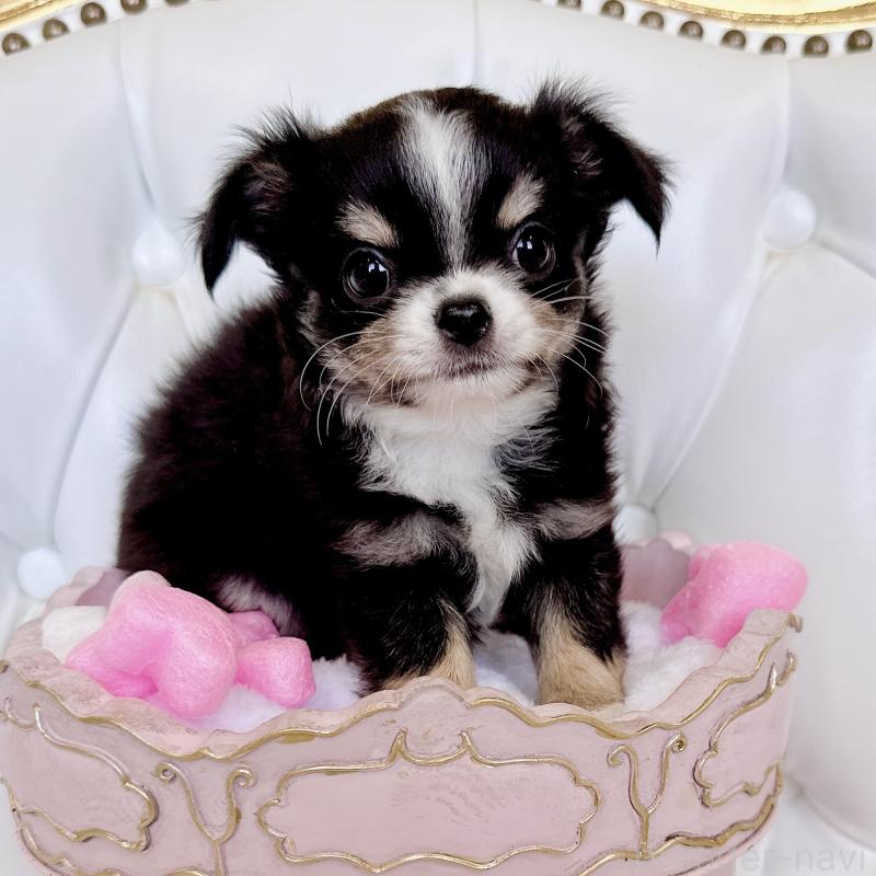 成約済の福岡県のチワワ(ロングコート)-416070の18枚目