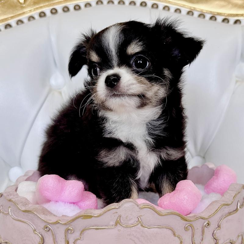 成約済の福岡県のチワワ(ロングコート)-416070の17枚目