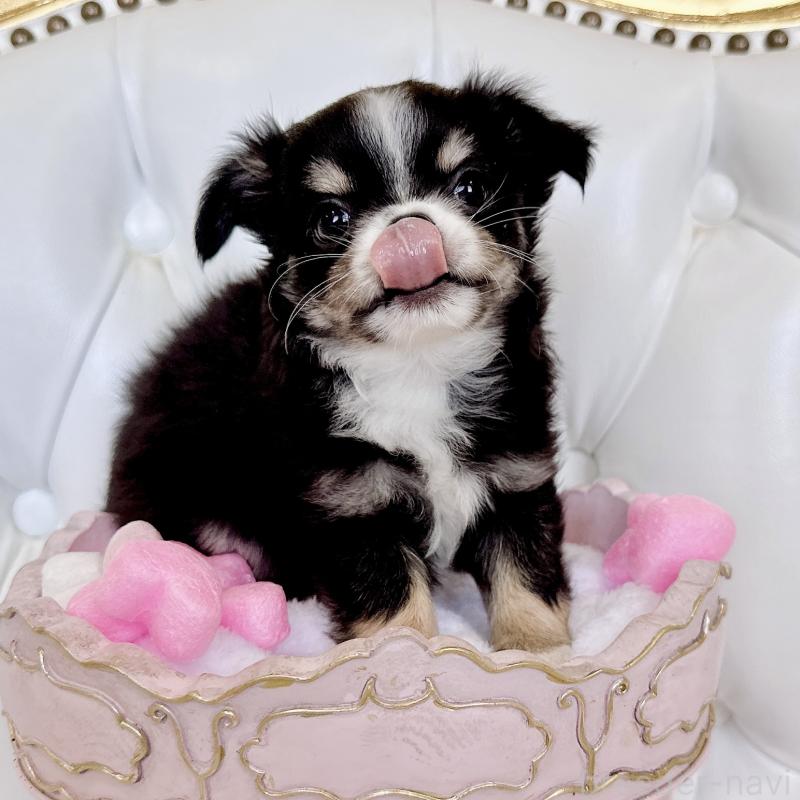 成約済の福岡県のチワワ(ロングコート)-416070の16枚目