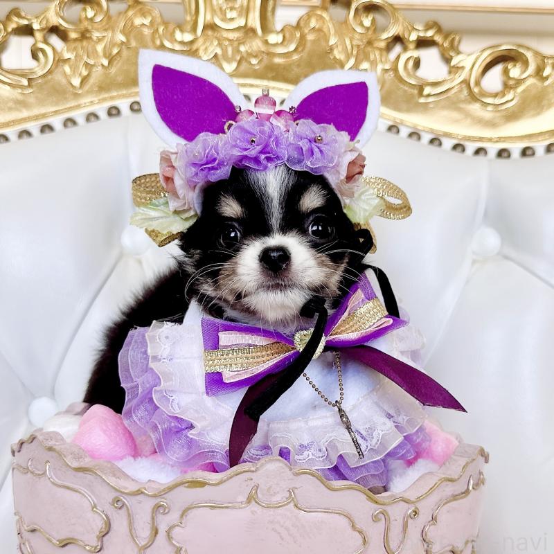 成約済の福岡県のチワワ(ロングコート)-416070の15枚目