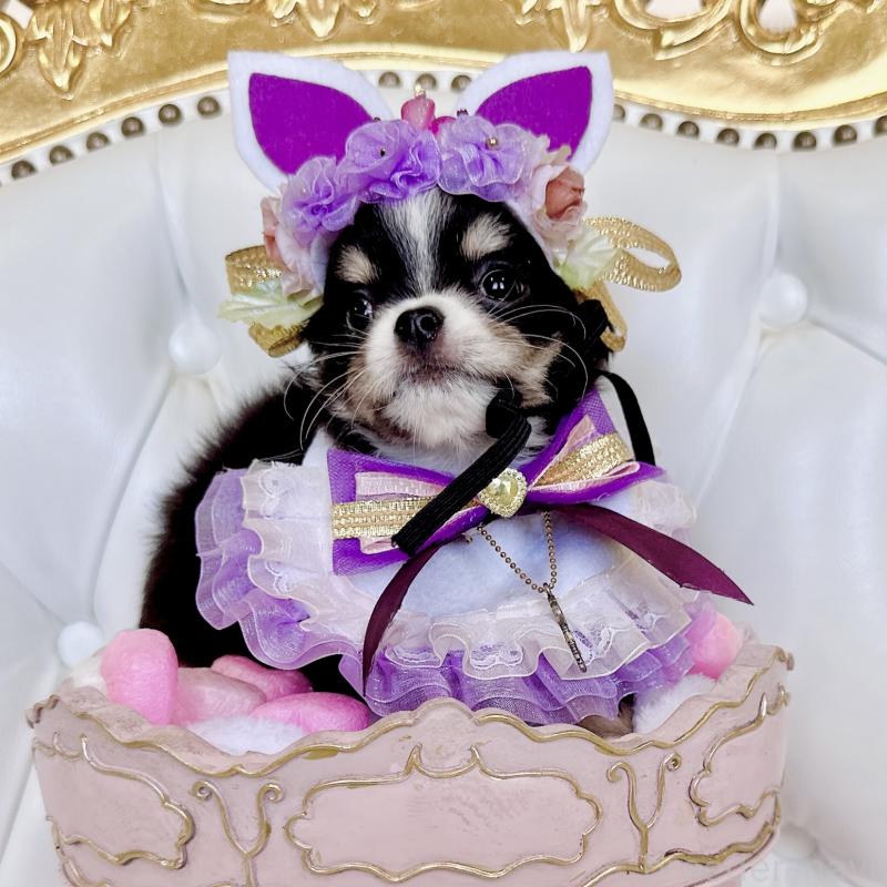 成約済の福岡県のチワワ(ロングコート)-416070の14枚目