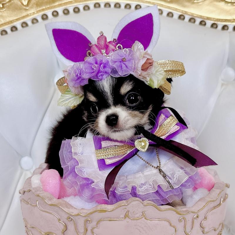 成約済の福岡県のチワワ(ロングコート)-416070の13枚目