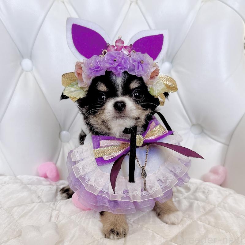 成約済の福岡県のチワワ(ロングコート)-416070の12枚目