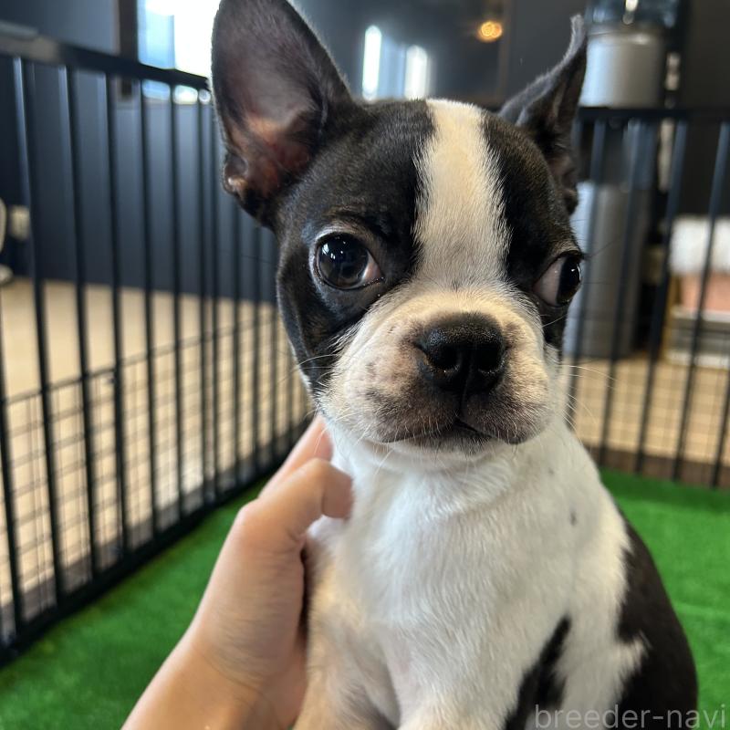 成約済の栃木県のボストンテリア-394870の8枚目