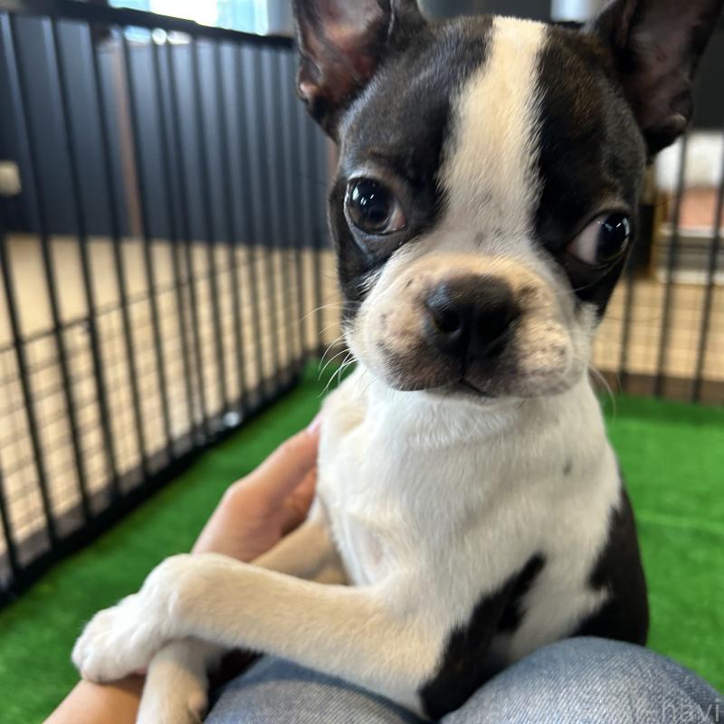 成約済の栃木県のボストンテリア-394870の7枚目