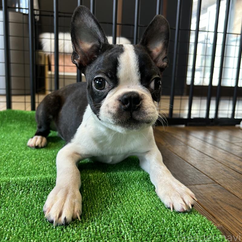 成約済の栃木県のボストンテリア-394870の6枚目