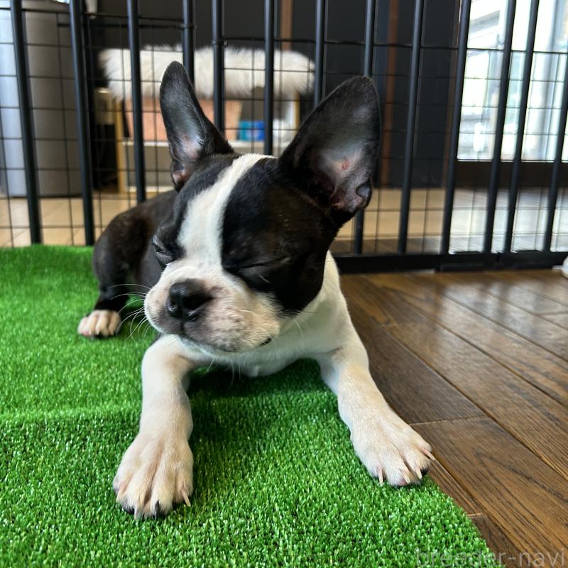 成約済の栃木県のボストンテリア-394870の5枚目