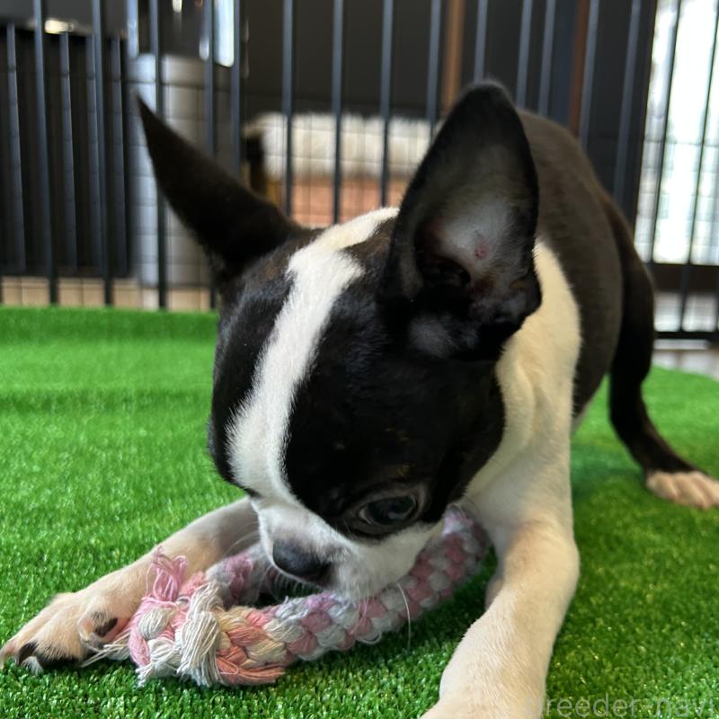 成約済の栃木県のボストンテリア-394870の4枚目