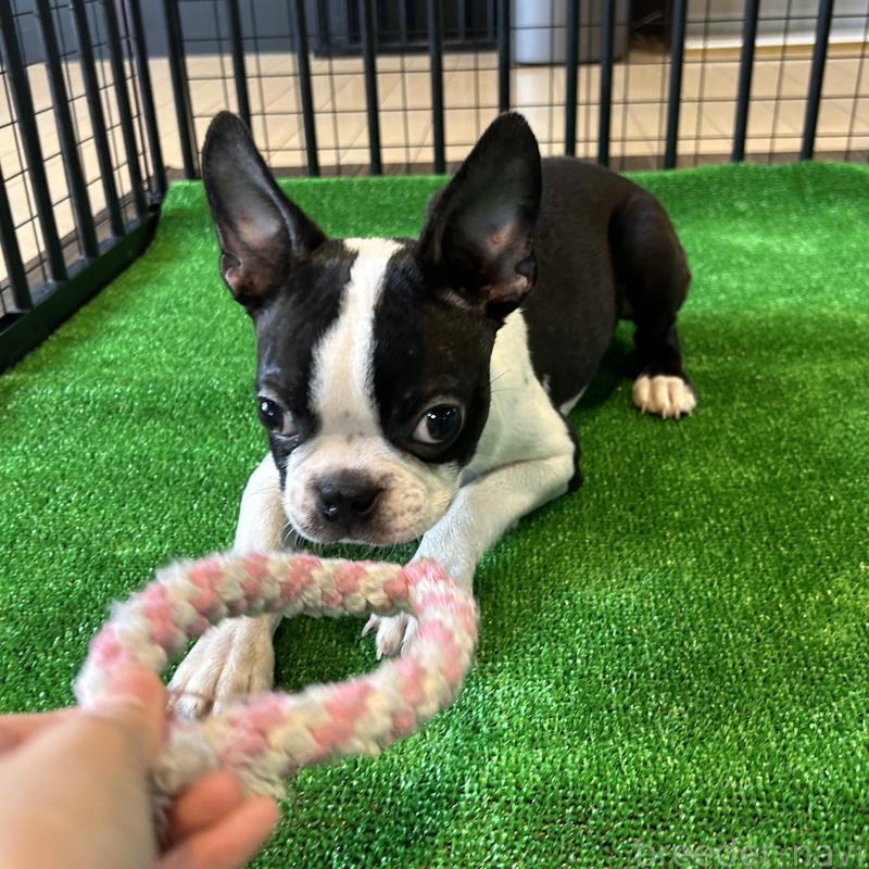 成約済の栃木県のボストンテリア-394870の3枚目