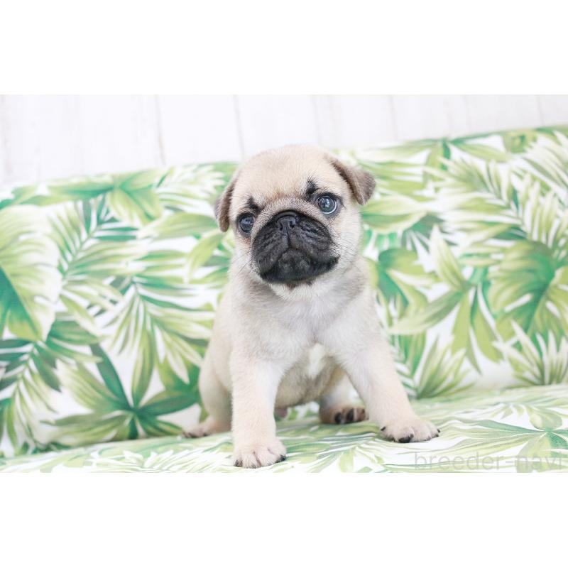 販売中の京都府のパグ-416406の13枚目