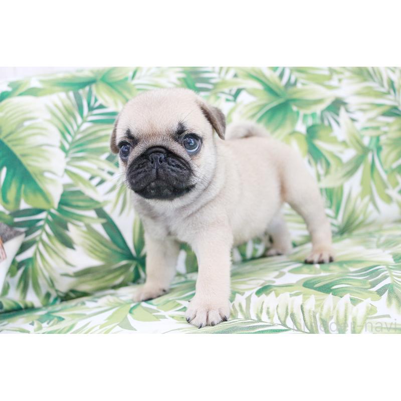 販売中の京都府のパグ-416406の12枚目