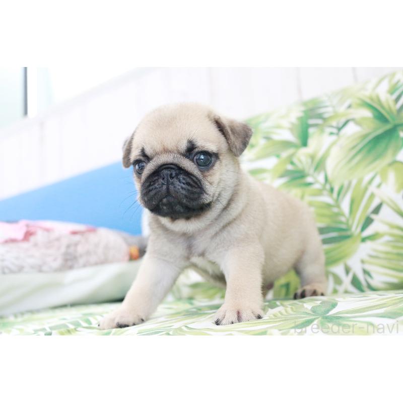 販売中の京都府のパグ-416406の10枚目