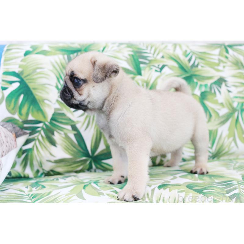 販売中の京都府のパグ-416406の9枚目