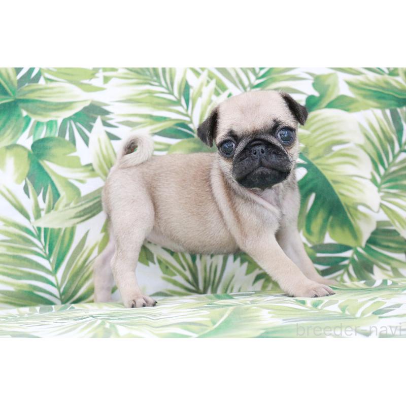 販売中の京都府のパグ-416404の5枚目