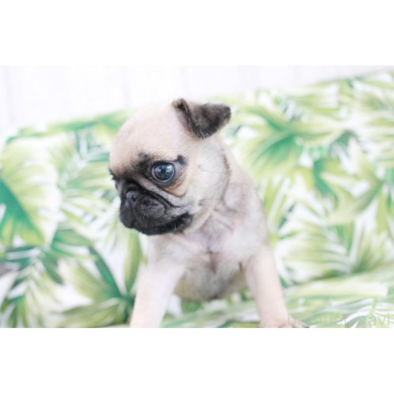 販売中の京都府のパグ-416404の4枚目