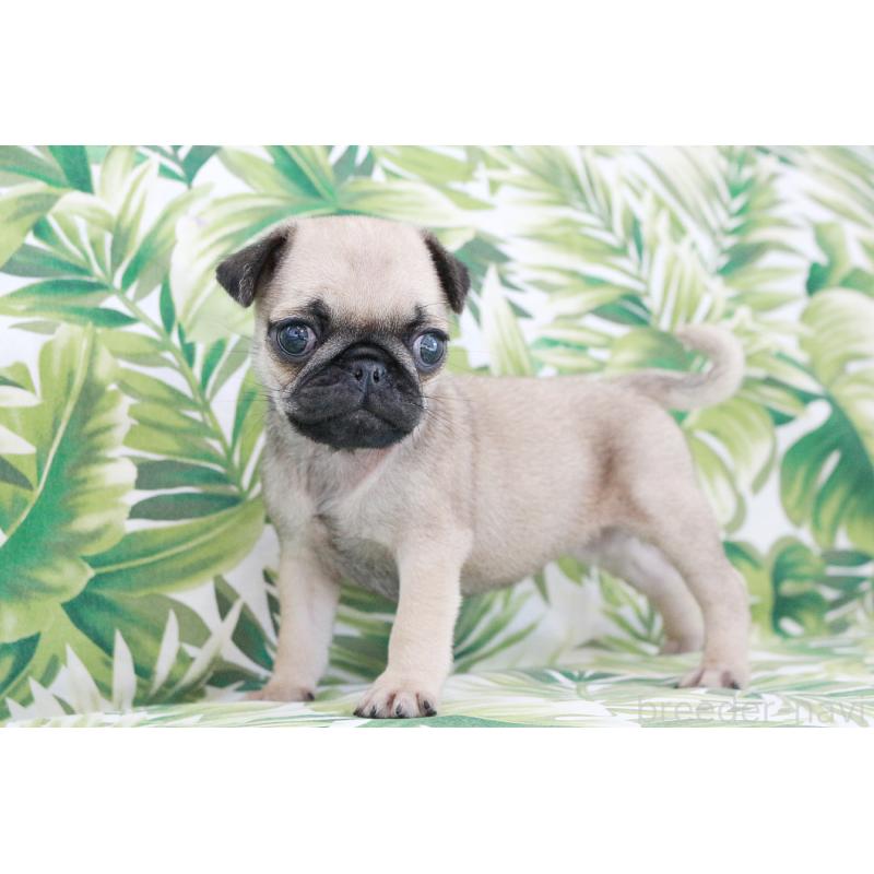 販売中の京都府のパグ-416404の3枚目