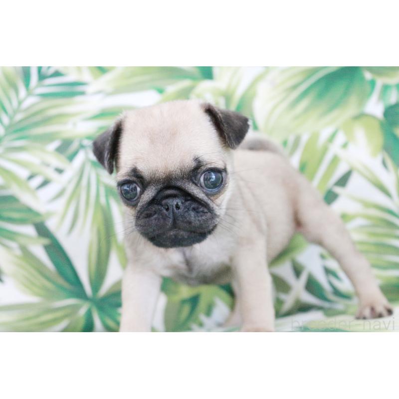 販売中の京都府のパグ-416404の2枚目