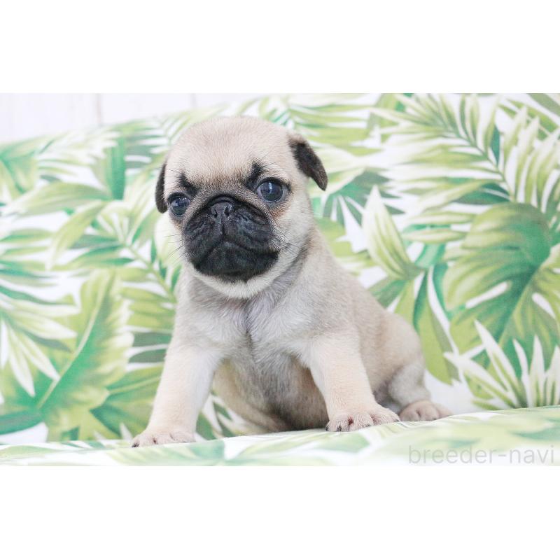 販売中の京都府のパグ-416405の14枚目