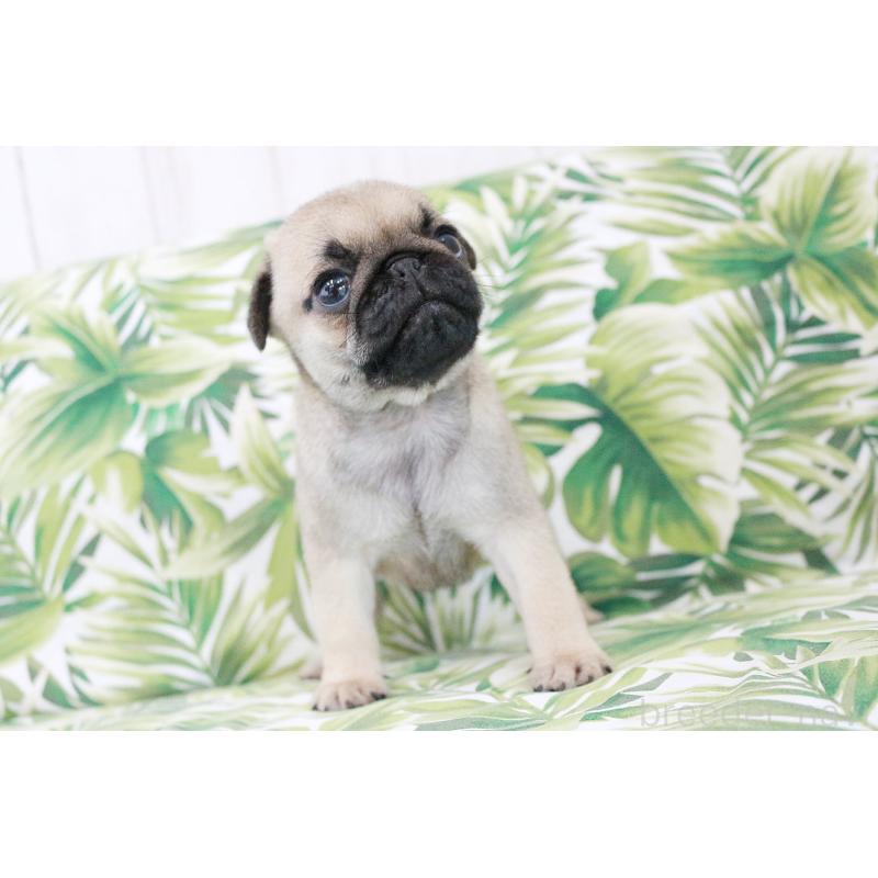 販売中の京都府のパグ-416405の13枚目