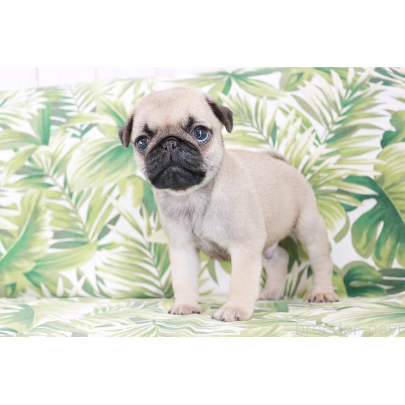 販売中の京都府のパグ-416405の12枚目