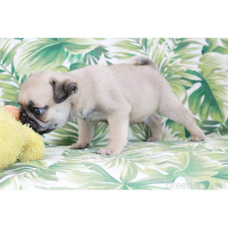 販売中の京都府のパグ-416405の11枚目