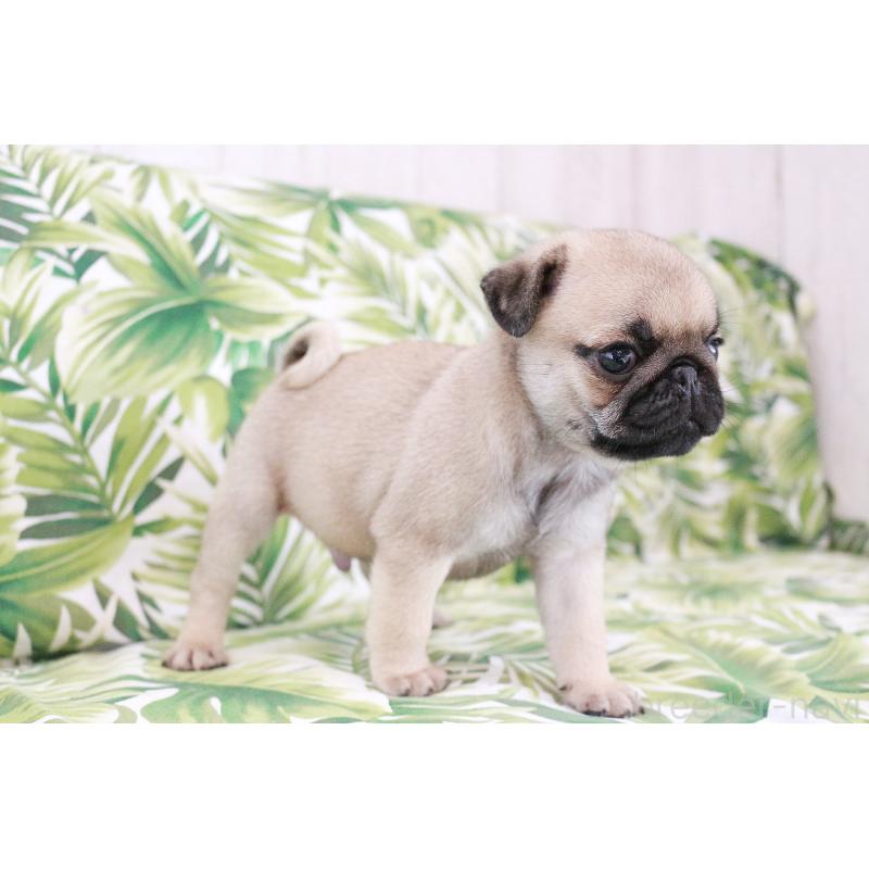 販売中の京都府のパグ-416405の10枚目