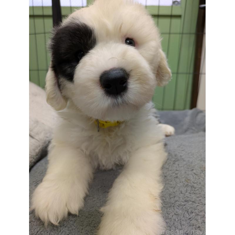 成約済の滋賀県のオールドイングリッシュシープドッグ-415306の2枚目