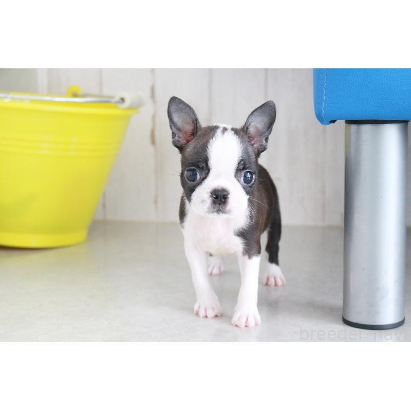 成約済の京都府のボストンテリア-416538の12枚目