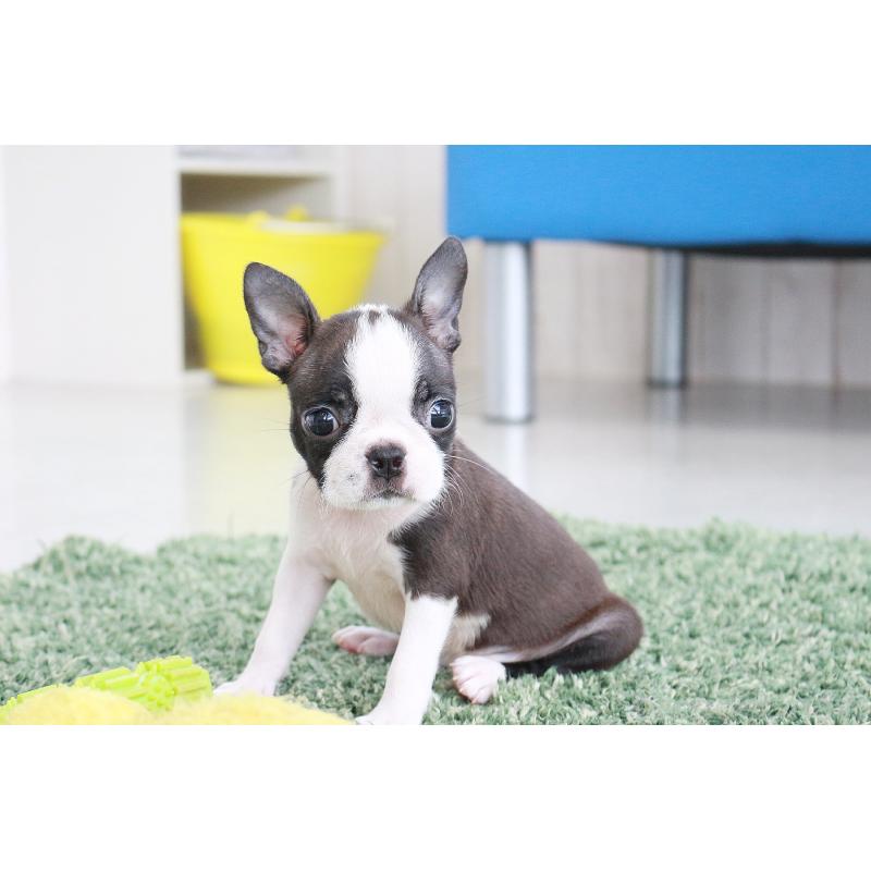 成約済の京都府のボストンテリア-416538の11枚目