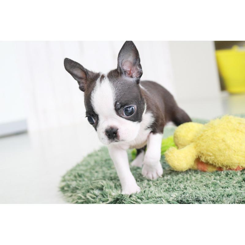 成約済の京都府のボストンテリア-416538の10枚目