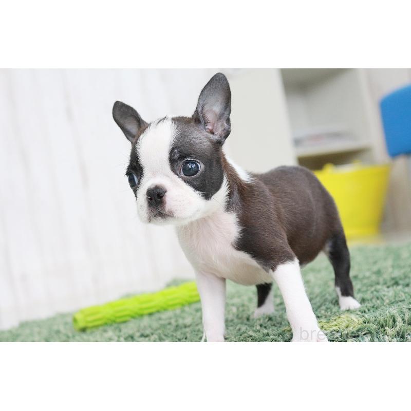 成約済の京都府のボストンテリア-416538の9枚目