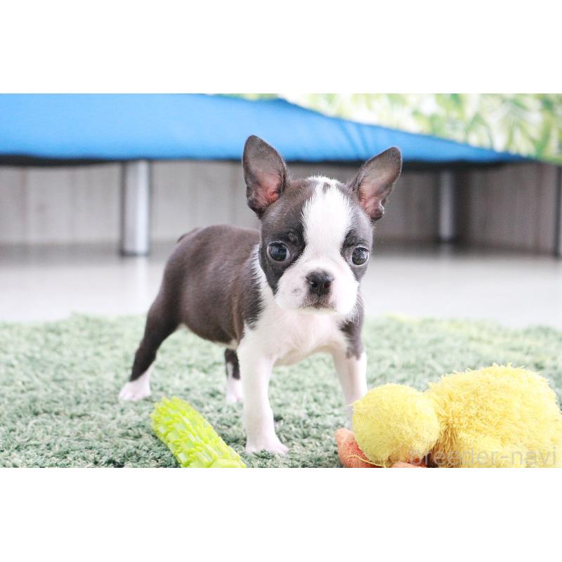 成約済の京都府のボストンテリア-416538の8枚目