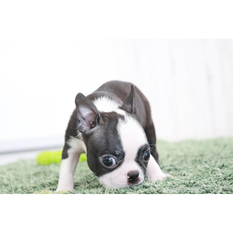 商談中の京都府のボストンテリア-416540の10枚目