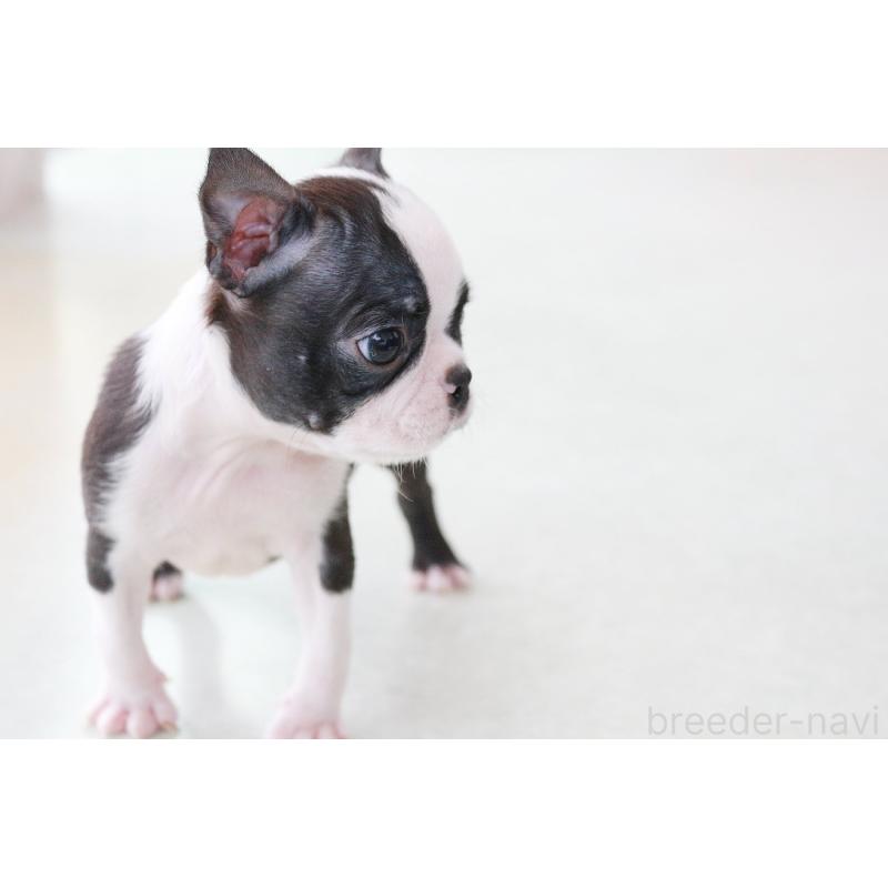 商談中の京都府のボストンテリア-416540の9枚目