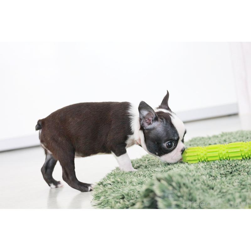 商談中の京都府のボストンテリア-416540の8枚目