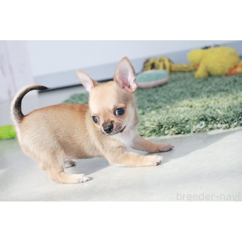 販売中の京都府のチワワ(スムースコート)-416537の13枚目