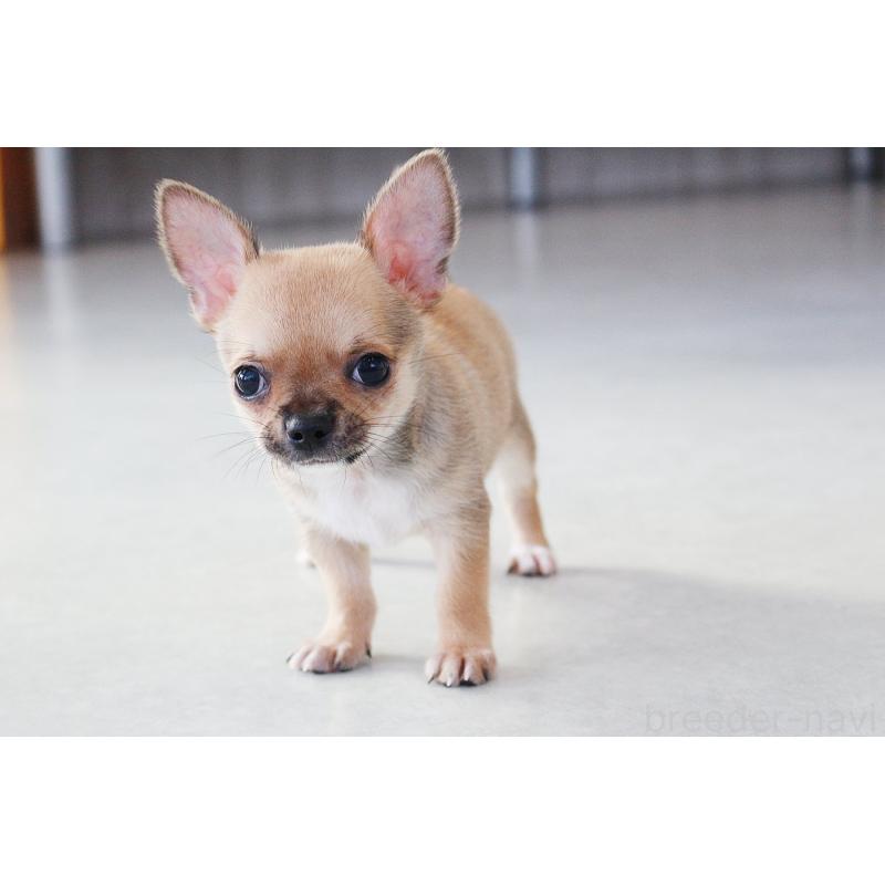 販売中の京都府のチワワ(スムースコート)-416537の12枚目