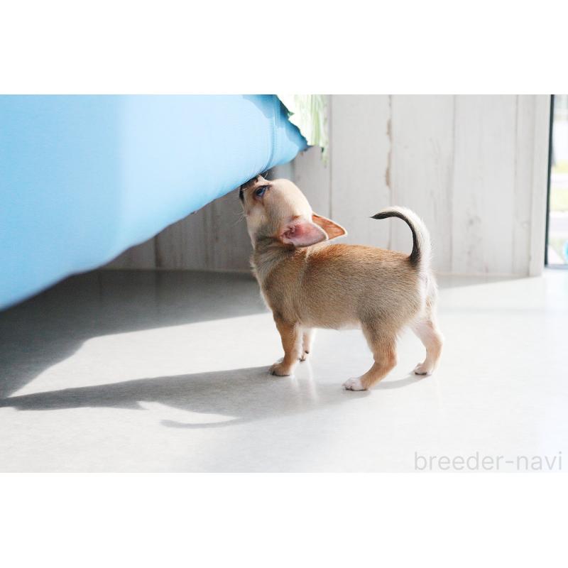 販売中の京都府のチワワ(スムースコート)-416537の10枚目