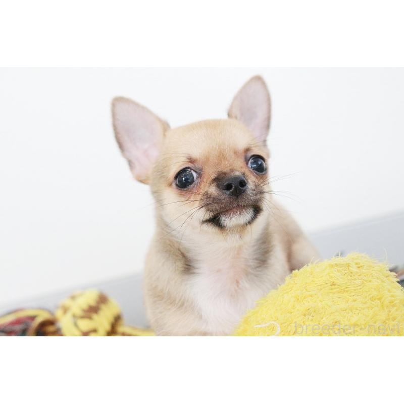 販売中の京都府のチワワ(スムースコート)-416537の9枚目