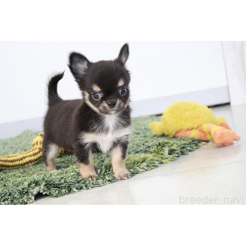 成約済の京都府のチワワ(ロングコート)-416534の11枚目