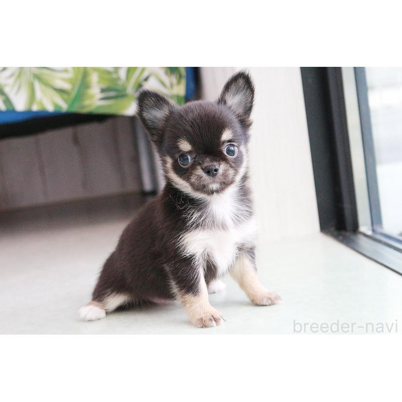 成約済の京都府のチワワ(ロングコート)-416534の8枚目