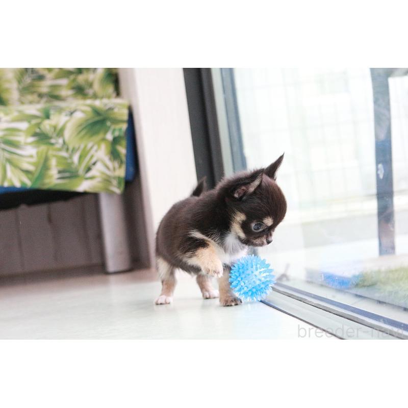 成約済の京都府のチワワ(ロングコート)-416534の7枚目