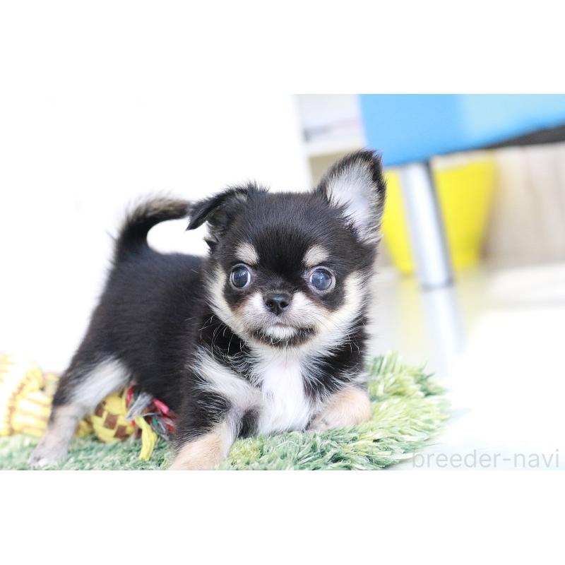 販売中の京都府のチワワ(ロングコート)-416535の11枚目