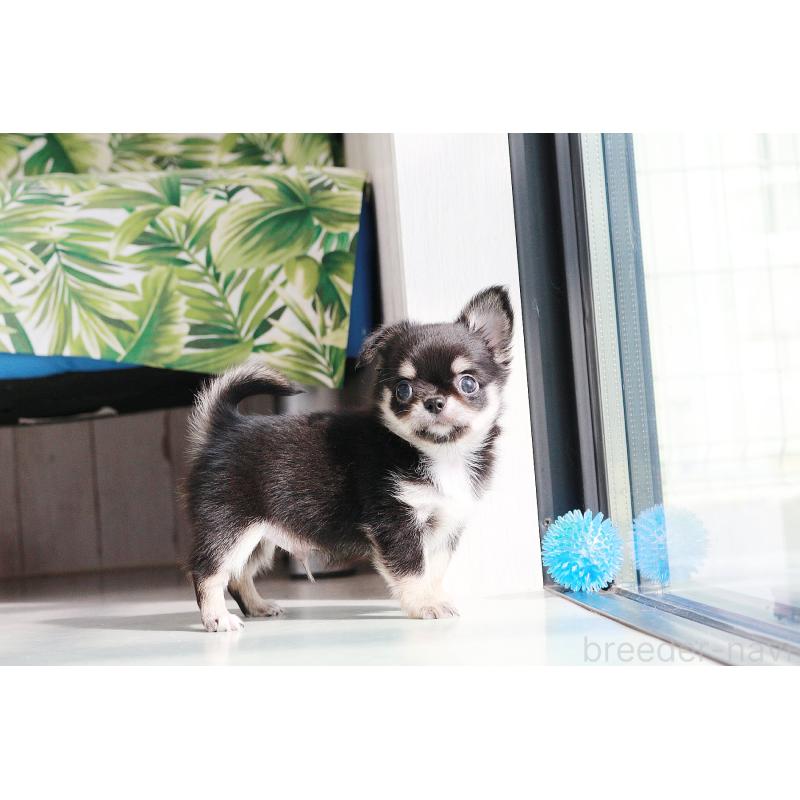 販売中の京都府のチワワ(ロングコート)-416535の10枚目