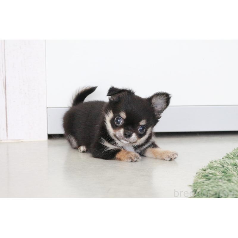 販売中の京都府のチワワ(ロングコート)-416535の9枚目