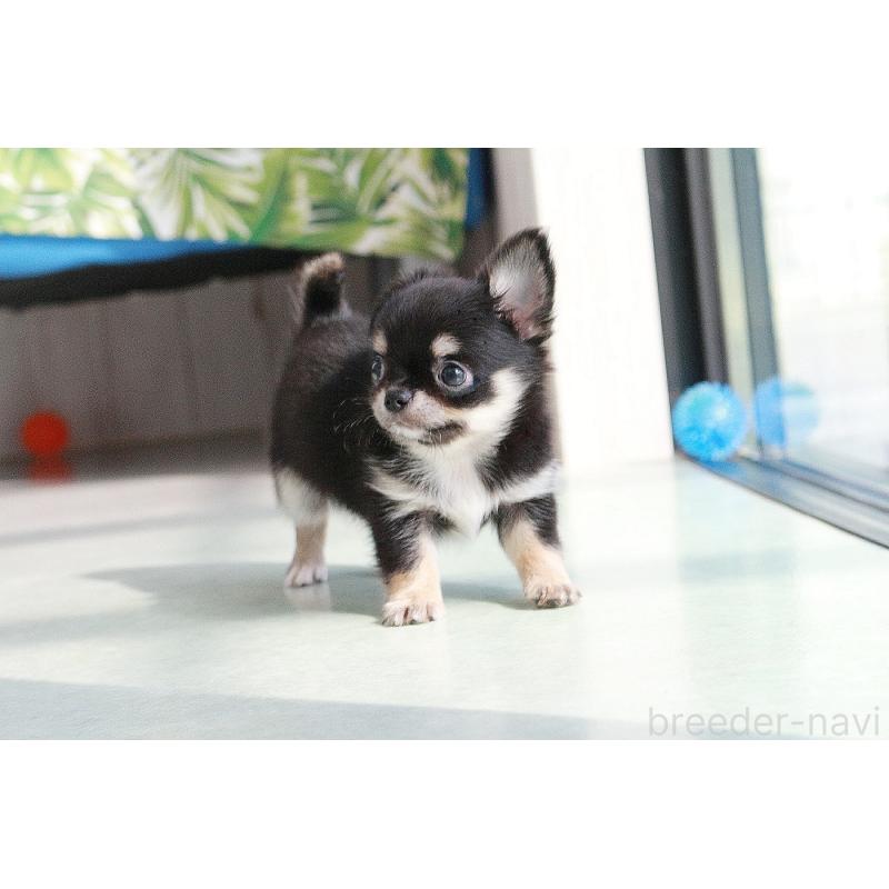 販売中の京都府のチワワ(ロングコート)-416535の8枚目